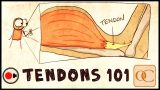 Muscle and tendon - [thumbnail image]
